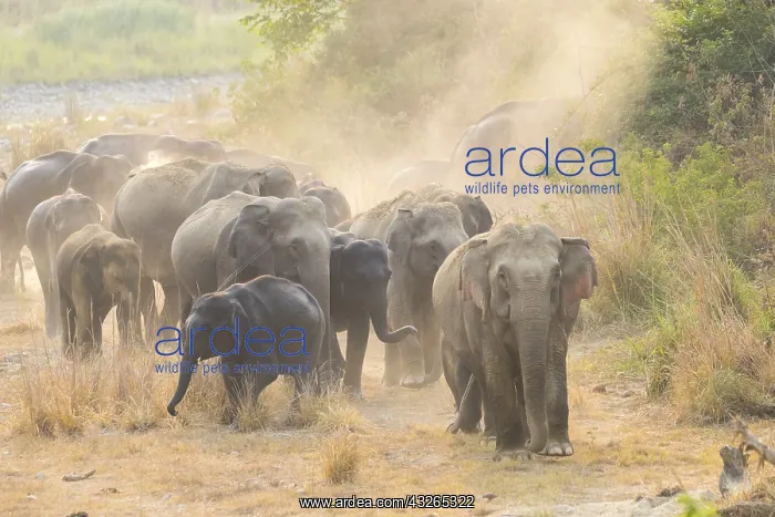 : Asie, Inde, Uttarakhand, Parc national Jim Corbett : Asie, Inde, Uttarakhand, Parc national Jim Corbett