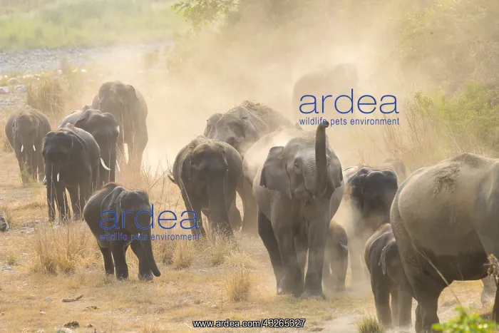 : Asie, Inde, Uttarakhand, Parc national Jim Corbett : Asie, Inde, Uttarakhand, Parc national Jim Corbett