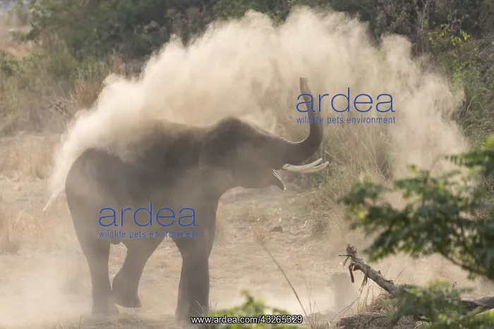 : Asie, Inde, Uttarakhand, Parc national Jim Corbett : Asie, Inde, Uttarakhand, Parc national Jim Corbett