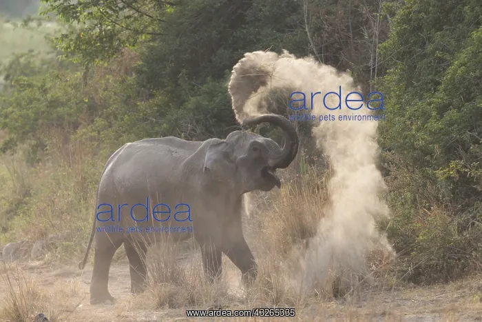 : Asie, Inde, Uttarakhand, Parc national Jim Corbett : Asie, Inde, Uttarakhand, Parc national Jim Corbett