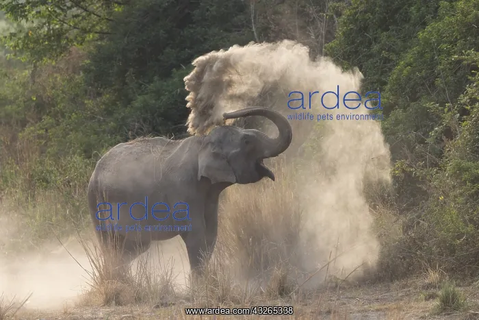 : Asie, Inde, Uttarakhand, Parc national Jim Corbett : Asie, Inde, Uttarakhand, Parc national Jim Corbett