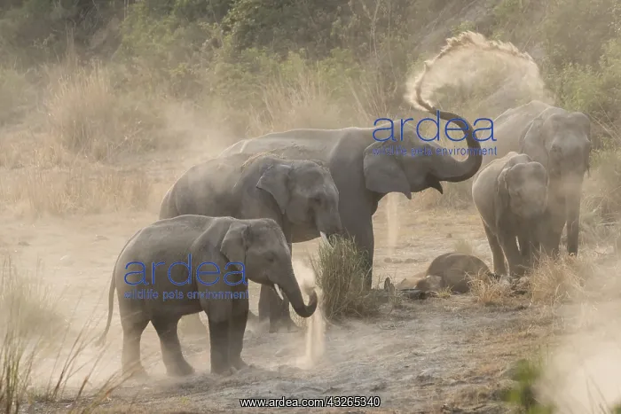 : Asie, Inde, Uttarakhand, Parc national Jim Corbett : Asie, Inde, Uttarakhand, Parc national Jim Corbett