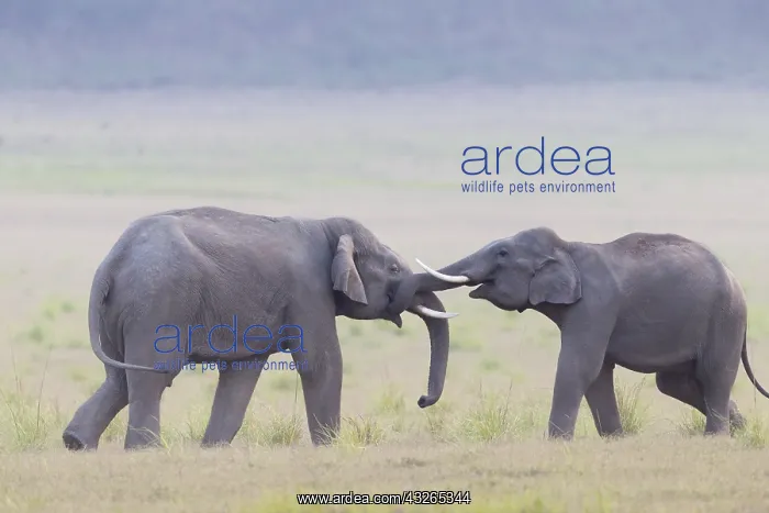 : Asie, Inde, Uttarakhand, Parc national Jim Corbett : Asie, Inde, Uttarakhand, Parc national Jim Corbett
