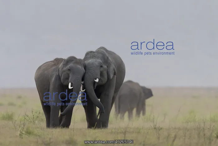 : Asie, Inde, Uttarakhand, Parc national Jim Corbett : Asie, Inde, Uttarakhand, Parc national Jim Corbett