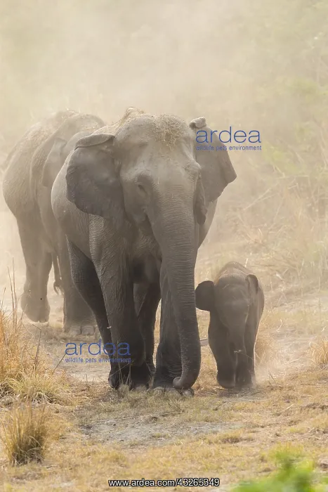 : Asie, Inde, Uttarakhand, Parc national Jim Corbett : Asie, Inde, Uttarakhand, Parc national Jim Corbett