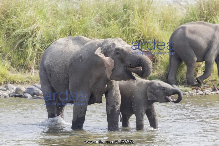 : Asie, Inde, Uttarakhand, Parc national Jim Corbett : Asie, Inde, Uttarakhand, Parc national Jim Corbett