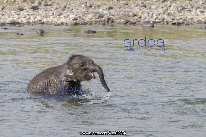 : Asie, Inde, Uttarakhand, Parc national Jim Corbett : Asie, Inde, Uttarakhand, Parc national Jim Corbett