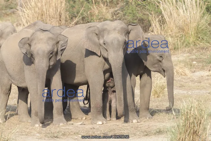 : Asie, Inde, Uttarakhand, Parc national Jim Corbett : Asie, Inde, Uttarakhand, Parc national Jim Corbett