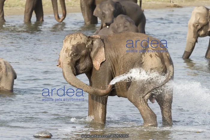 : Asie, Inde, Uttarakhand, Parc national Jim Corbett : Asie, Inde, Uttarakhand, Parc national Jim Corbett