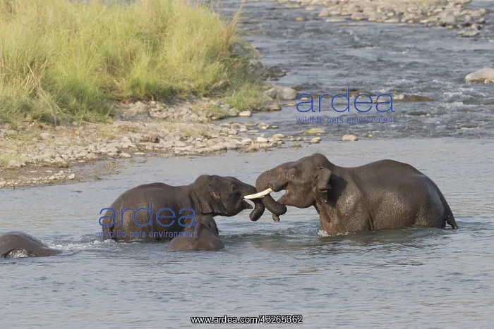 : Asie, Inde, Uttarakhand, Parc national Jim Corbett : Asie, Inde, Uttarakhand, Parc national Jim Corbett
