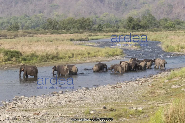 : Asie, Inde, Uttarakhand, Parc national Jim Corbett : Asie, Inde, Uttarakhand, Parc national Jim Corbett