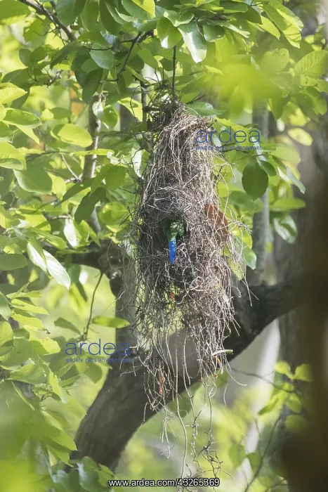 : Asie, Inde, Uttarakhand, Parc national Jim Corbett : Asie, Inde, Uttarakhand, Parc national Jim Corbett