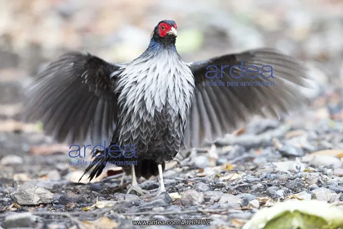 : Asie, Inde, Uttarakhand, Parc national Jim Corbett : Asie, Inde, Uttarakhand, Parc national Jim Corbett