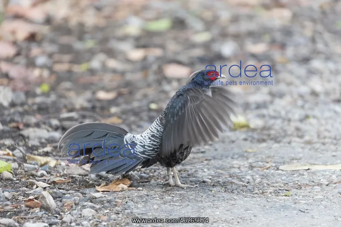 : Asie, Inde, Uttarakhand, Parc national Jim Corbett : Asie, Inde, Uttarakhand, Parc national Jim Corbett