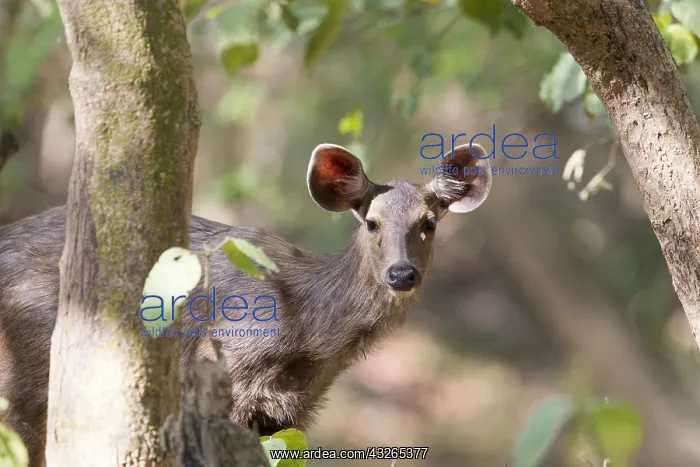 : Asie, Inde, Uttarakhand, Parc national Jim Corbett : Asie, Inde, Uttarakhand, Parc national Jim Corbett