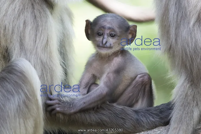 : Asie, Inde, Uttarakhand, Parc national Jim Corbett : Asie, Inde, Uttarakhand, Parc national Jim Corbett