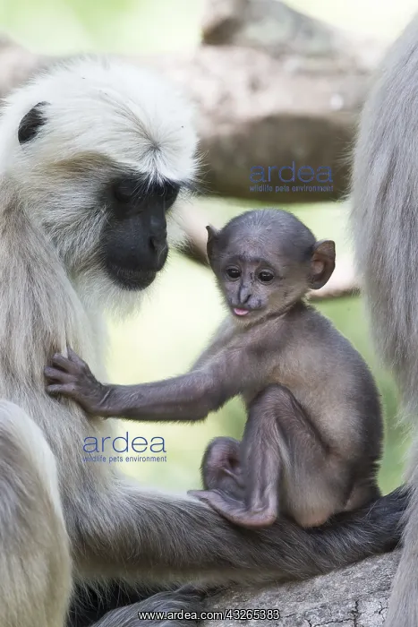 : Asie, Inde, Uttarakhand, Parc national Jim Corbett : Asie, Inde, Uttarakhand, Parc national Jim Corbett