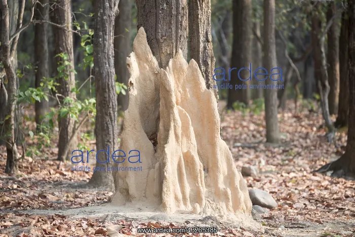 : Asie, Inde, Uttarakhand, Parc national Jim Corbett : Asie, Inde, Uttarakhand, Parc national Jim Corbett