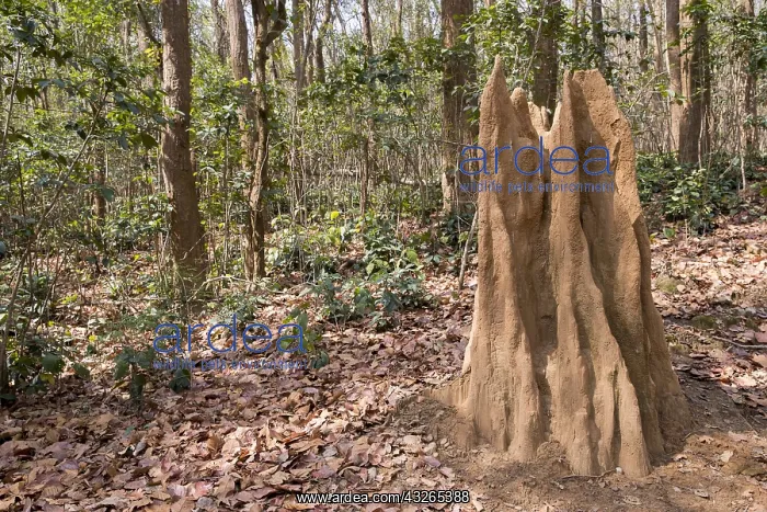 : Asie, Inde, Uttarakhand, Parc national Jim Corbett : Asie, Inde, Uttarakhand, Parc national Jim Corbett