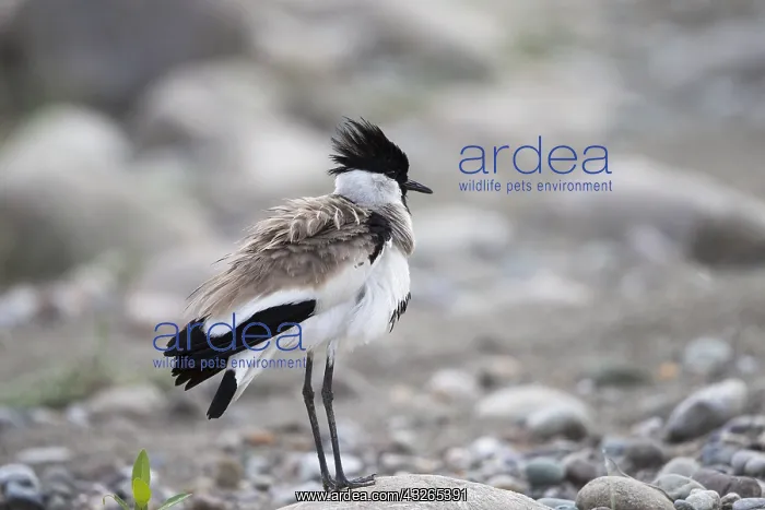 : Asie, Inde, Uttarakhand, Parc national Jim Corbett : Asie, Inde, Uttarakhand, Parc national Jim Corbett