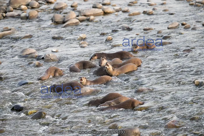 : Asie, Inde, Uttarakhand, Parc national Jim Corbett : Asie, Inde, Uttarakhand, Parc national Jim Corbett