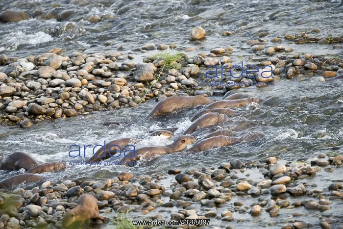: Asie, Inde, Uttarakhand, Parc national Jim Corbett : Asie, Inde, Uttarakhand, Parc national Jim Corbett