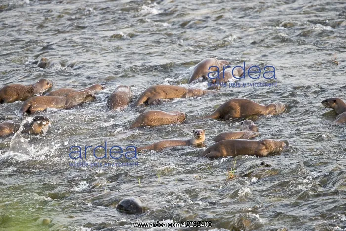 : Asie, Inde, Uttarakhand, Parc national Jim Corbett : Asie, Inde, Uttarakhand, Parc national Jim Corbett