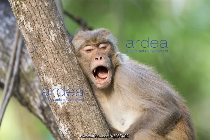 : Asie, Inde, Uttarakhand, Parc national Jim Corbett : Asie, Inde, Uttarakhand, Parc national Jim Corbett