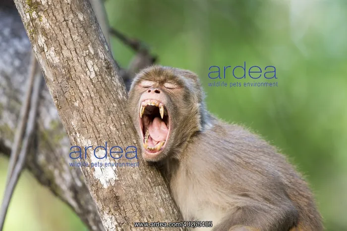: Asie, Inde, Uttarakhand, Parc national Jim Corbett : Asie, Inde, Uttarakhand, Parc national Jim Corbett
