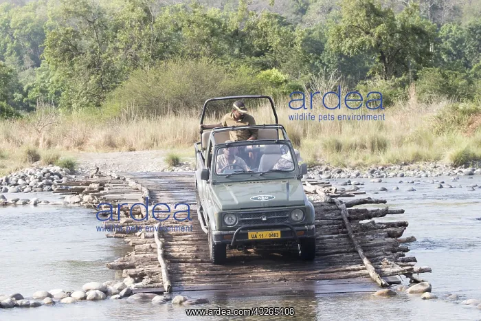 : Asie, Inde, Uttarakhand, Parc national Jim Corbett : Asie, Inde, Uttarakhand, Parc national Jim Corbett