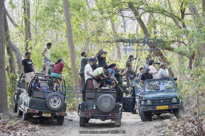 : Asie, Inde, Uttarakhand, Parc national Jim Corbett : Asie, Inde, Uttarakhand, Parc national Jim Corbett