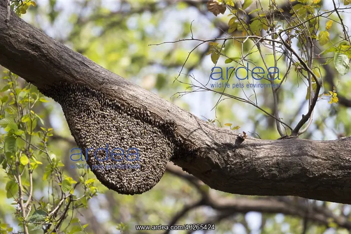 : Asie, Inde, Uttarakhand, Parc national Jim Corbett : Asie, Inde, Uttarakhand, Parc national Jim Corbett