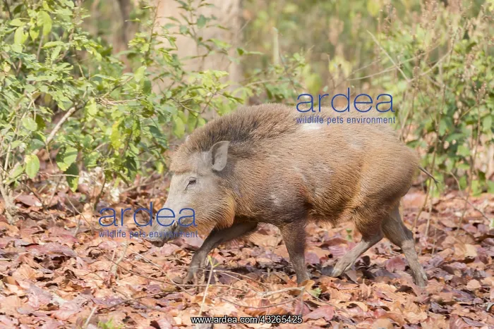 : Asie, Inde, Uttarakhand, Parc national Jim Corbett : Asie, Inde, Uttarakhand, Parc national Jim Corbett