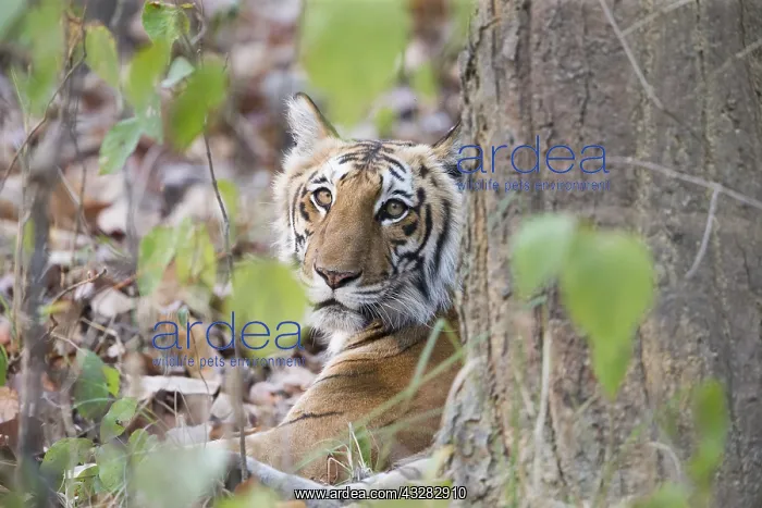 : Asie, Inde, Uttarakhand, Parc national Jim Corbett : Asie, Inde, Uttarakhand, Parc national Jim Corbett