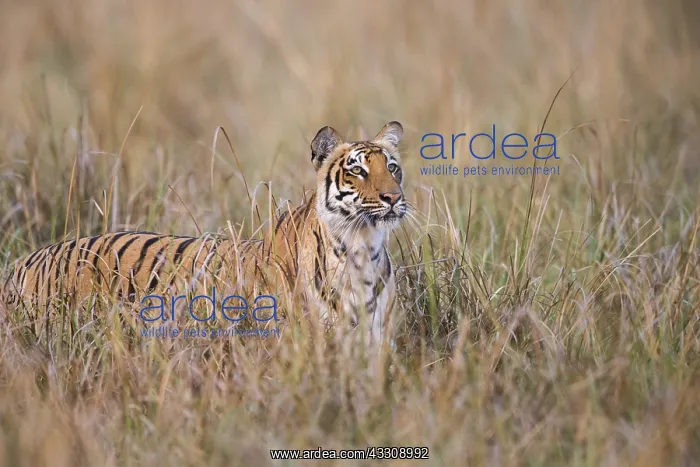 : Asie, Inde, Uttarakhand, Parc national Jim Corbett : Asie, Inde, Uttarakhand, Parc national Jim Corbett