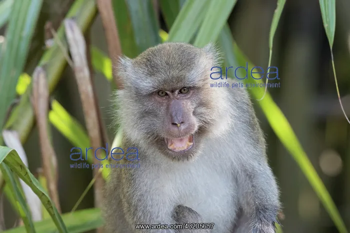 : Asie, Indonesie, Borneo, Kalimantan, Parc national : Asie, Indonesie, Borneo, Kalimantan, Parc national