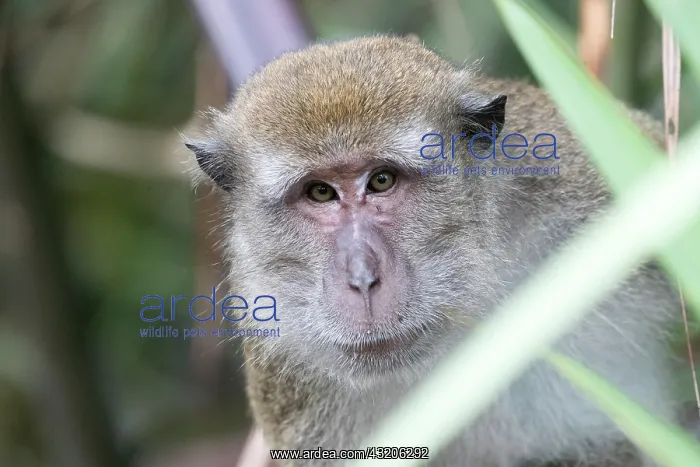 : Asie, Indonesie, Borneo, Kalimantan, Parc national : Asie, Indonesie, Borneo, Kalimantan, Parc national