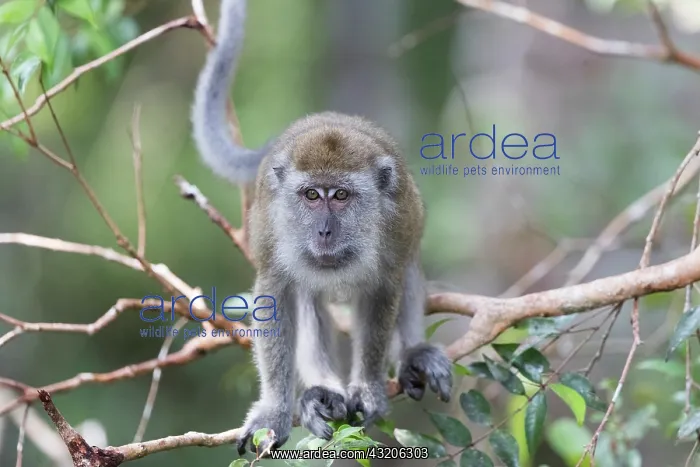 : Asie, Indonesie, Borneo, Kalimantan, Parc national : Asie, Indonesie, Borneo, Kalimantan, Parc national