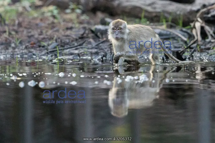 : Asie, Indonesie, Borneo, Kalimantan, Parc national : Asie, Indonesie, Borneo, Kalimantan, Parc national