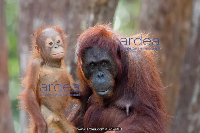 : Asie, Indonesie, Borneo, Kalimantan, Parc national : Asie, Indonesie, Borneo, Kalimantan, Parc national