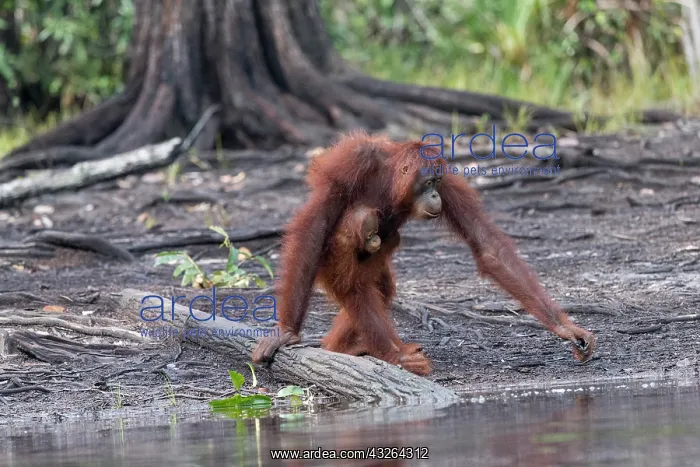 : Asie, Indonesie, Borneo, Kalimantan, Parc national : Asie, Indonesie, Borneo, Kalimantan, Parc national