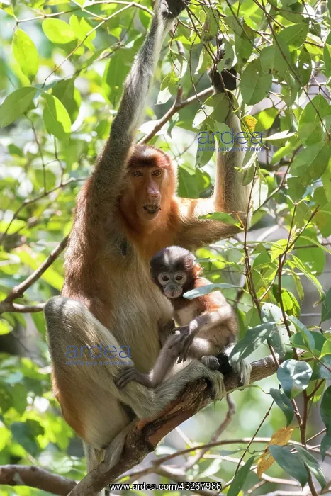 : Asie, Indonesie, Borneo, Kalimantan, Parc national : Asie, Indonesie, Borneo, Kalimantan, Parc national