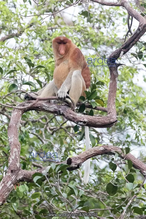  : Asie, Indonesie, Borneo, Kalimantan, Parc national