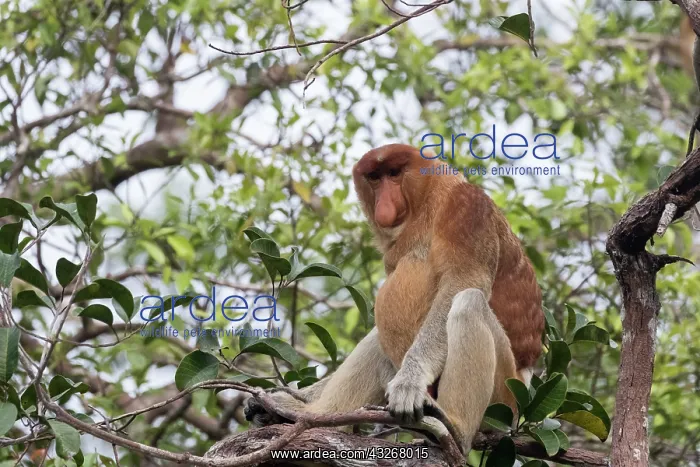 : Asie, Indonesie, Borneo, Kalimantan, Parc national : Asie, Indonesie, Borneo, Kalimantan, Parc national