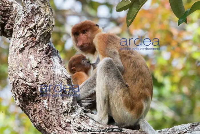 : Asie, Indonesie, Borneo, Kalimantan, Parc national : Asie, Indonesie, Borneo, Kalimantan, Parc national