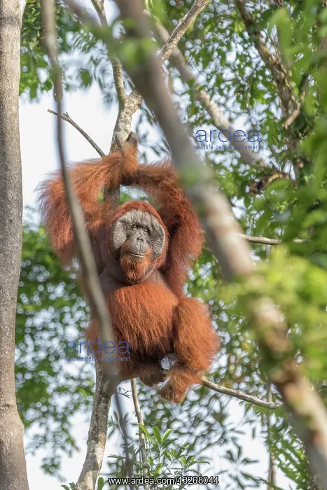 : Asie, Indonesie, Borneo, Kalimantan, Parc national : Asie, Indonesie, Borneo, Kalimantan, Parc national