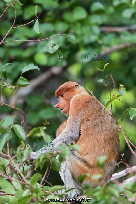: Asie, Indonesie, Borneo, Kalimantan, Parc national : Asie, Indonesie, Borneo, Kalimantan, Parc national