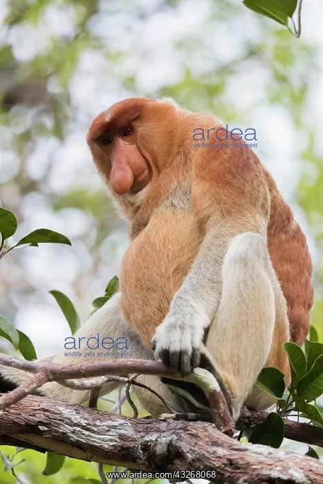 : Asie, Indonesie, Borneo, Kalimantan, Parc national : Asie, Indonesie, Borneo, Kalimantan, Parc national