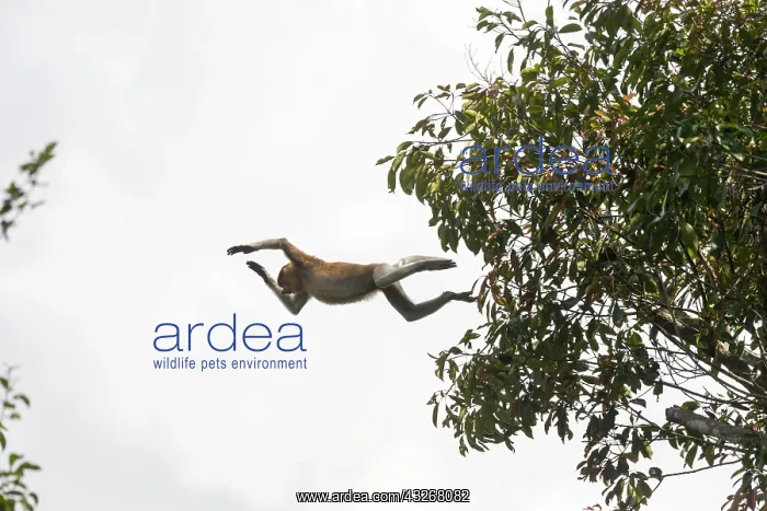 : Asie, Indonesie, Borneo, Kalimantan, Parc national : Asie, Indonesie, Borneo, Kalimantan, Parc national