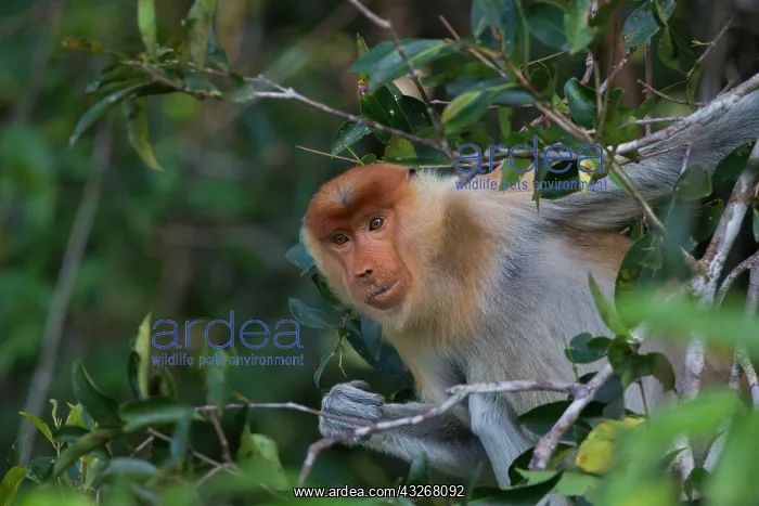 : Asie, Indonesie, Borneo, Kalimantan, Parc national : Asie, Indonesie, Borneo, Kalimantan, Parc national